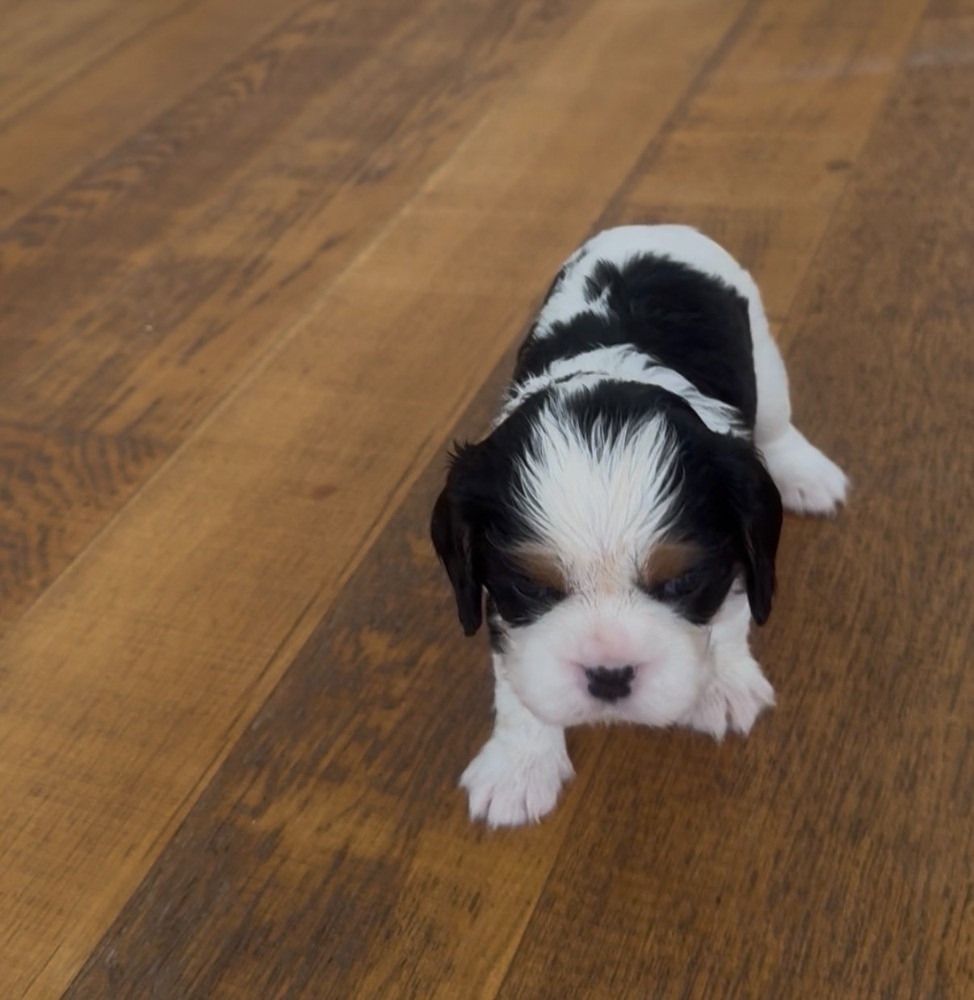 De La Petite Source Bleue - Chiots disponibles - Cavalier King Charles Spaniel