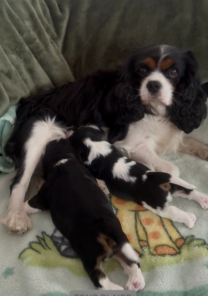 De La Petite Source Bleue - Cavalier King Charles Spaniel - Portée née le 01/07/2026