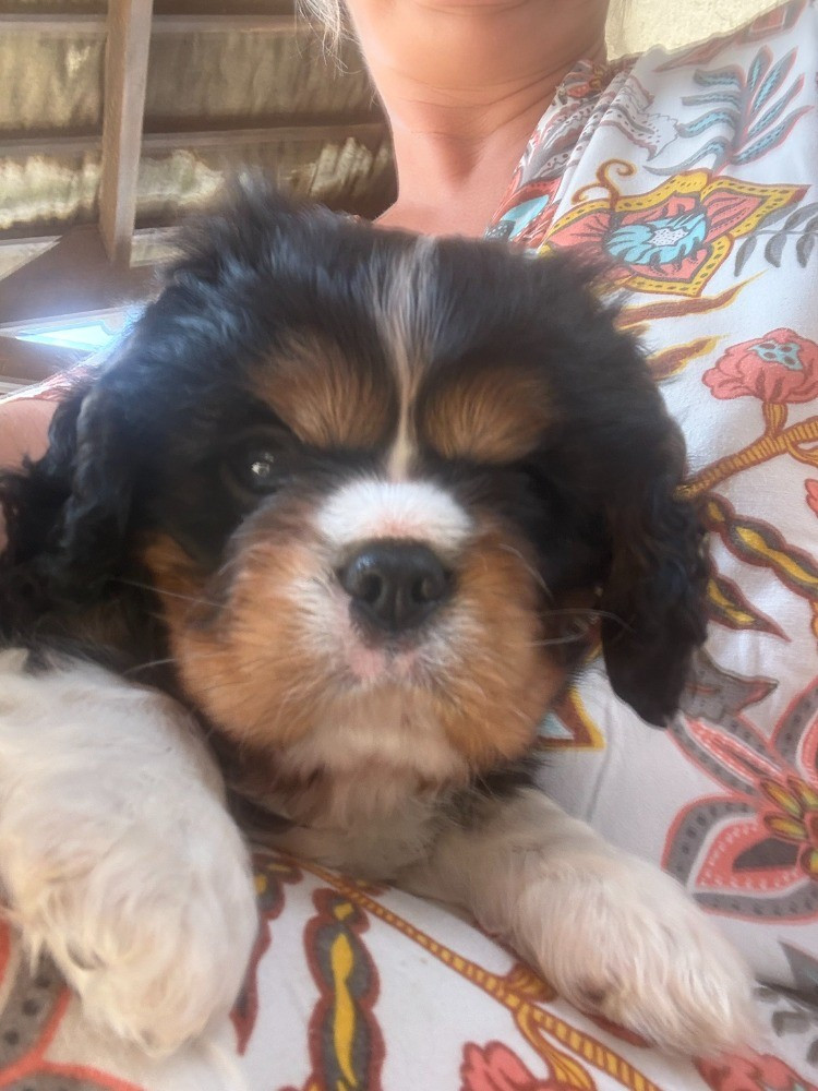 De La Petite Source Bleue - Chiots disponibles - Cavalier King Charles Spaniel