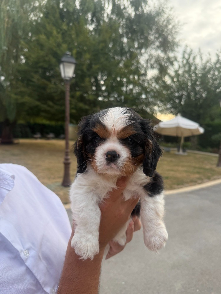 De La Petite Source Bleue - Chiots disponibles - Cavalier King Charles Spaniel
