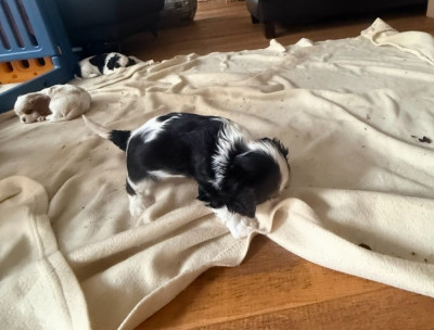 BANDIT(provisoire)